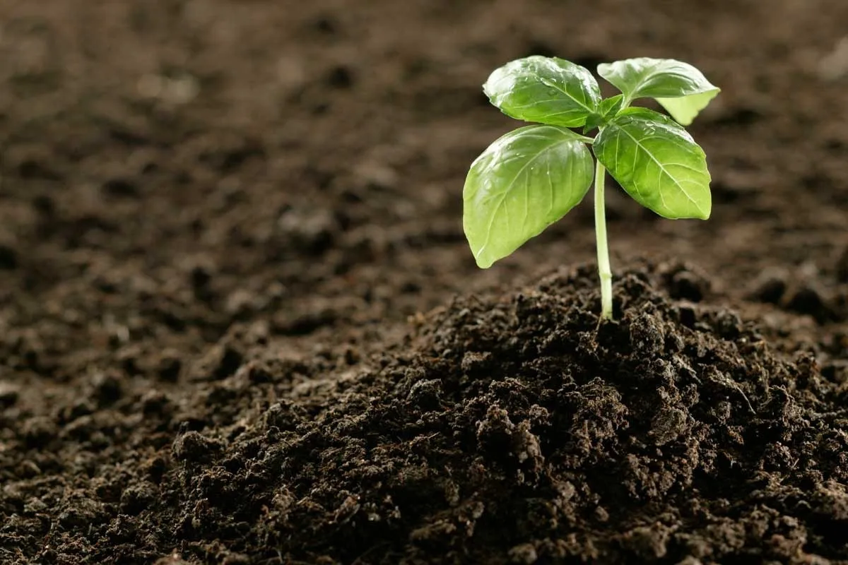 De botjes helpen de bodem beter en efficiënter te worden.