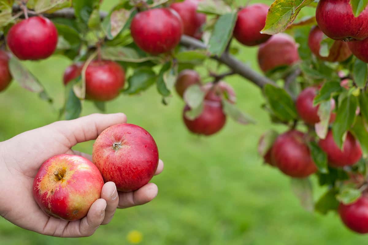 Ze zijn ook nuttig voor fruitbomen.