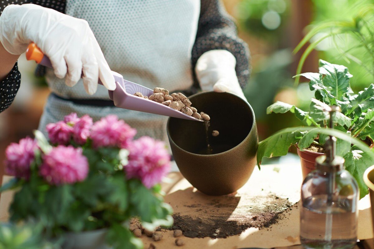 Olijfpitten worden gebruikt voor de drainage van kamerplanten.